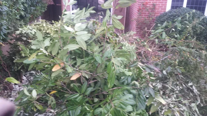 Overgrown hedge and shrubbery cut back during a garden clearance